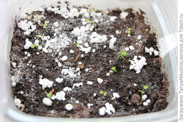 Гейхера &quot;Пурпурный дворец&quot;, апрель 2020