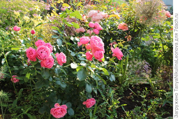 Леонардо (передний план)