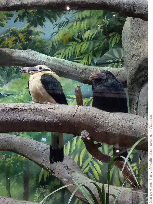 В парке зооэкзотариум