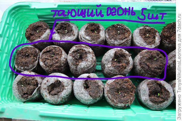 Тающий огонь , Посев 21.02.22, 5 из 5