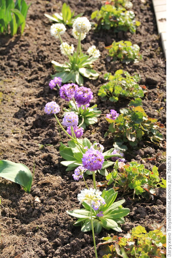 2021, примула и гейхеры из семян