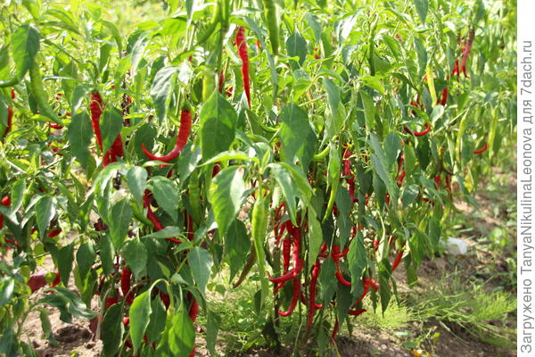 Грядка в ОГ с острым перцем