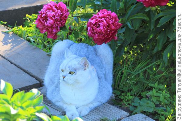 Кто же самый красивый?