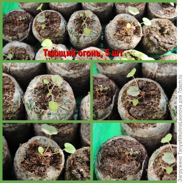 11.03.22 Гейхера "Тающий огонь"