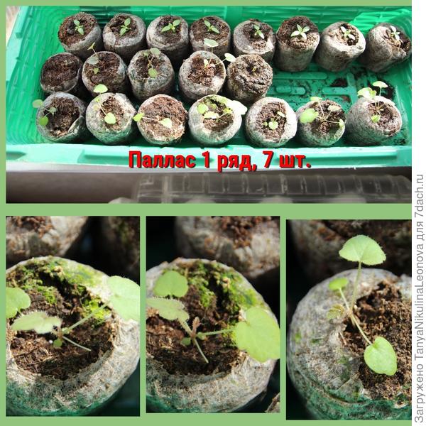 11.03.22 Гейхера " Паллас"