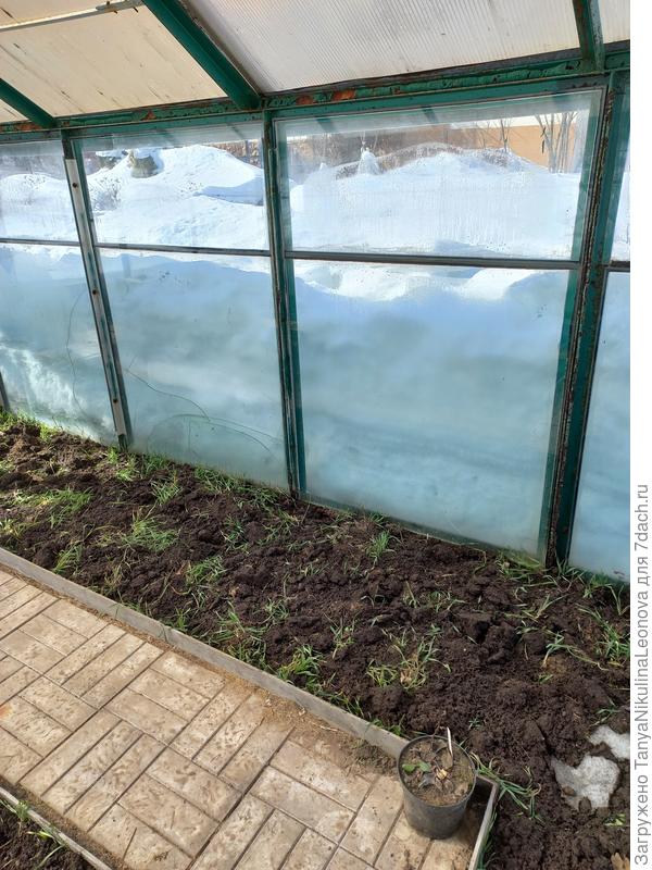 В теплице перекопала рожь, пока ничего не сеяла.