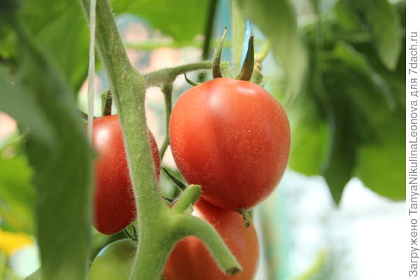 Серебристое сердце опушённые