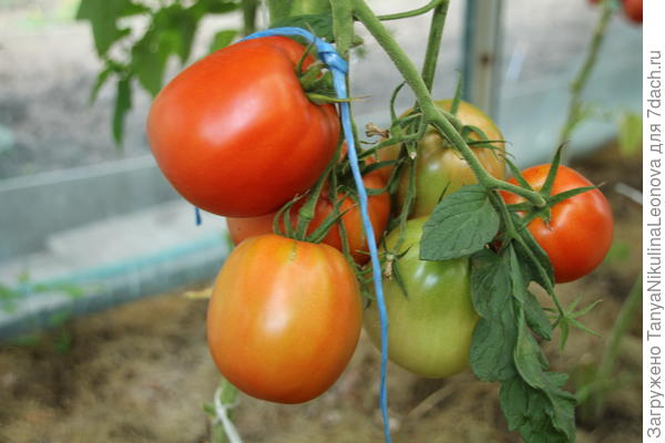 Минусинский бочковой