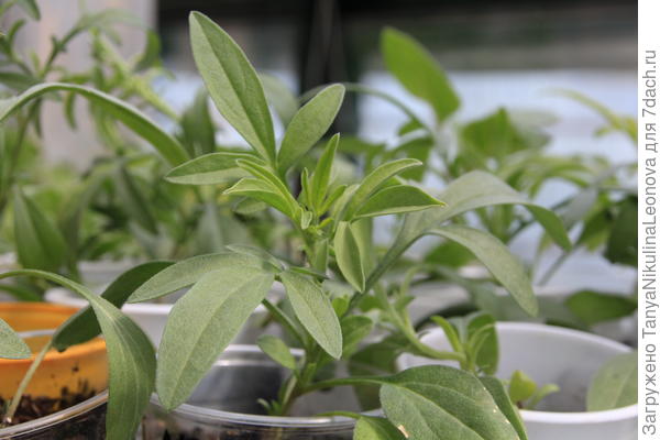 ратибида жёлтая