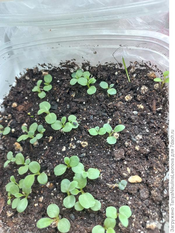 Из подарочного набора.