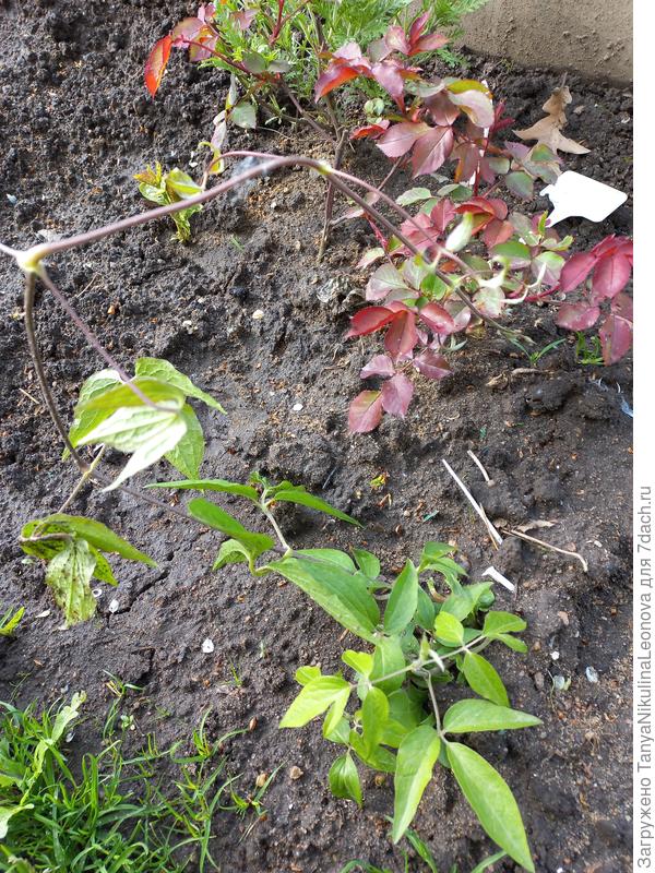 Клематис ждет пересадки