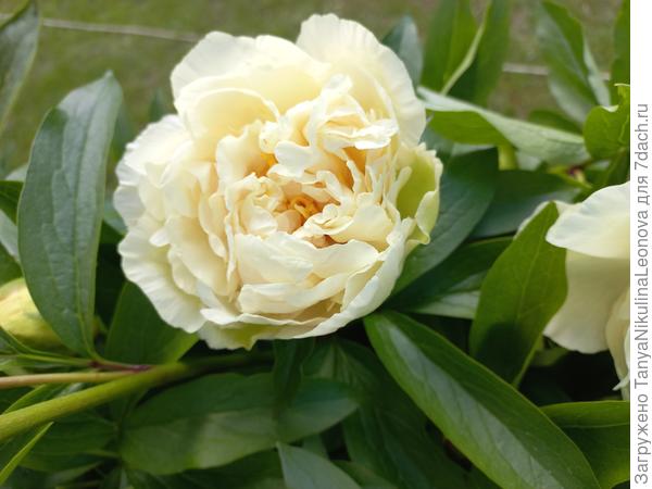 Сегодня расцвел