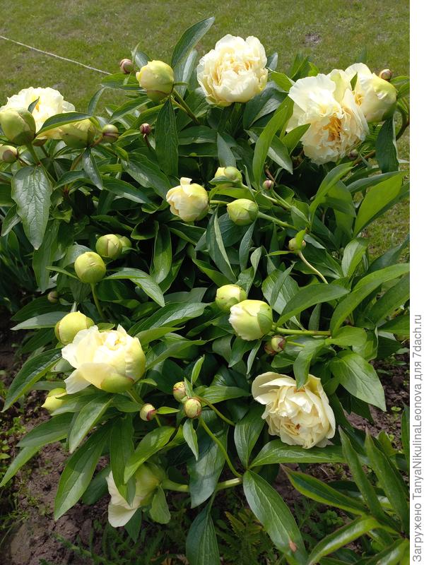 Санни гёрл сегодня