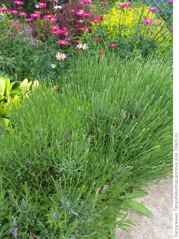 Моя сейчас на бутонах