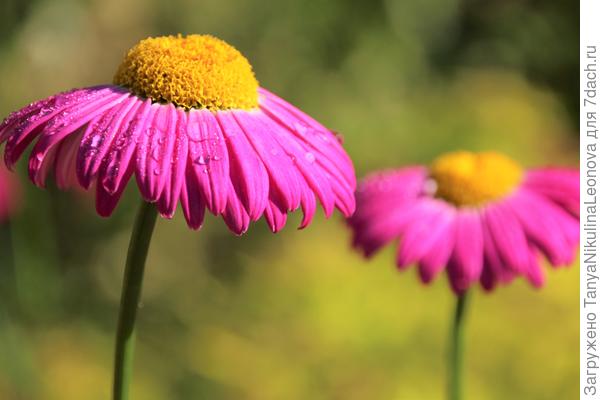 Пирертрум розовый