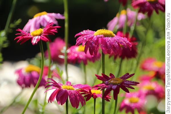 Пирертрум розовый