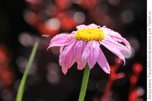 Пирертрум розовый