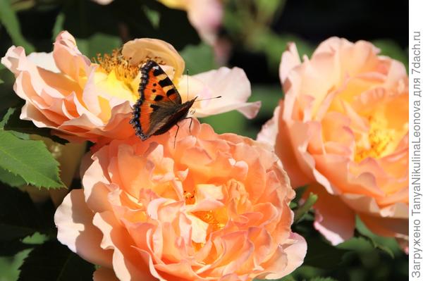 Поздравляю!!!