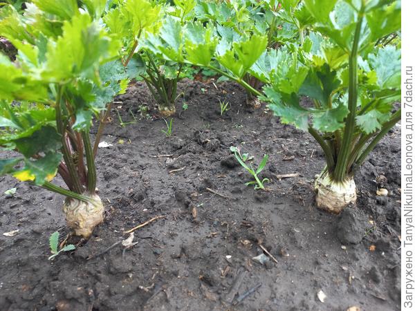 14.07.22 Сорт Максим