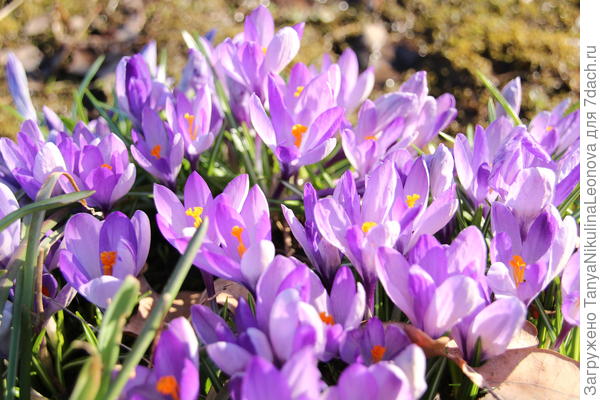 Любимые крокусы