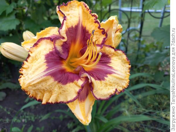 Ещё вот такой сейчас цветёт