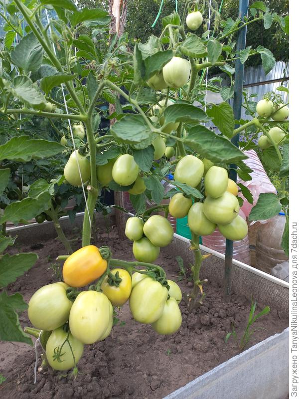 Новичок в грунте, очень похож на сорт Столыпин