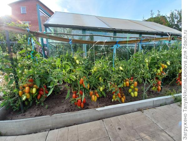 Королевские сливки в грунте