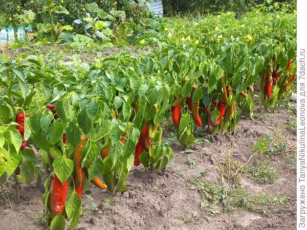 Перчик полуострый и острый