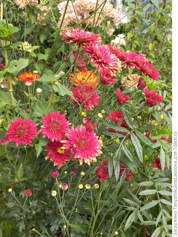 Первые хризантемы