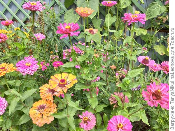 Осенний ситчик