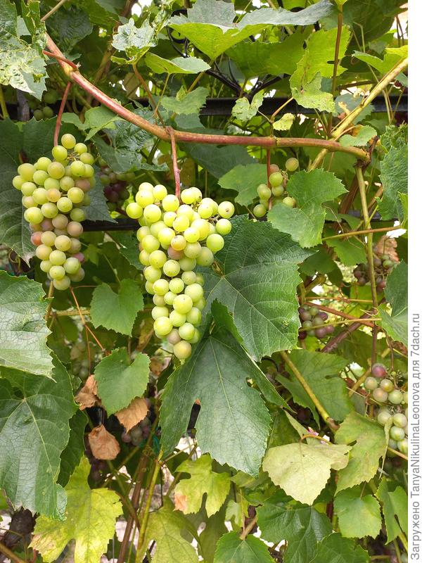 Виноград поспевает