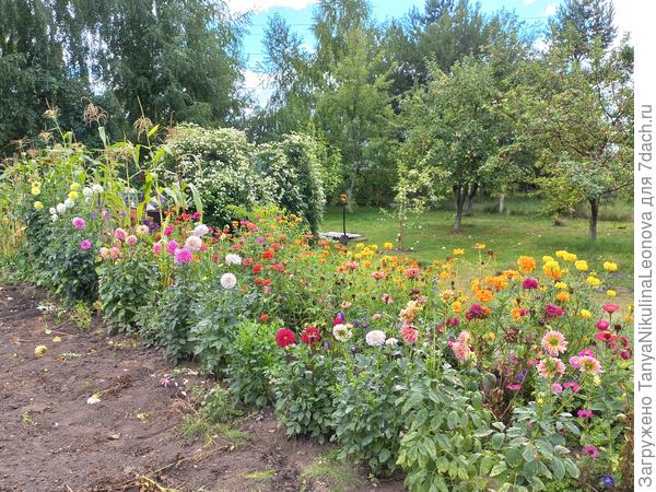 Георгины, бархатцы, цинии