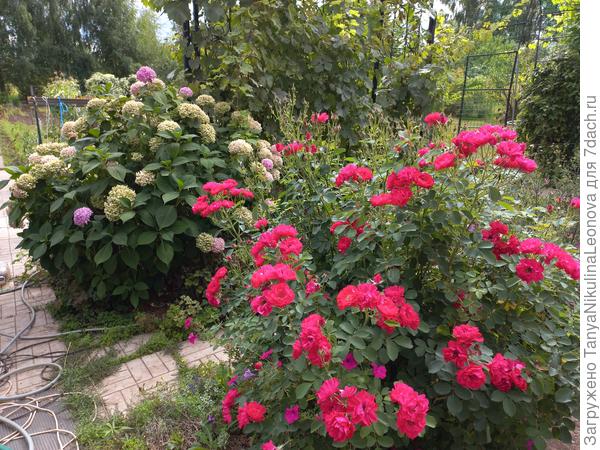 Гортензия и розы