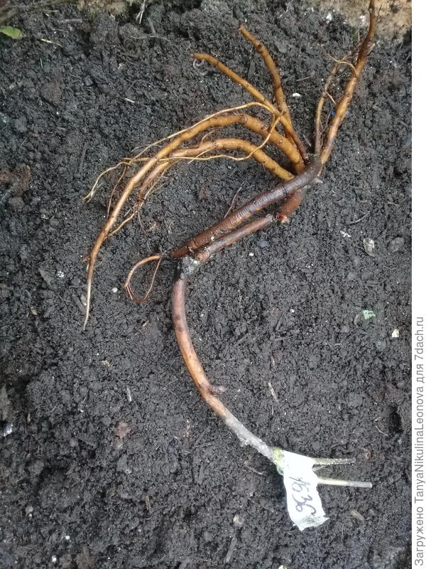 Вот так в том году посадила и в этом получился двойной кустик)))