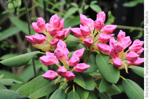 13.06.22 Розеум Элеганс так и не раскрыл бутоны.