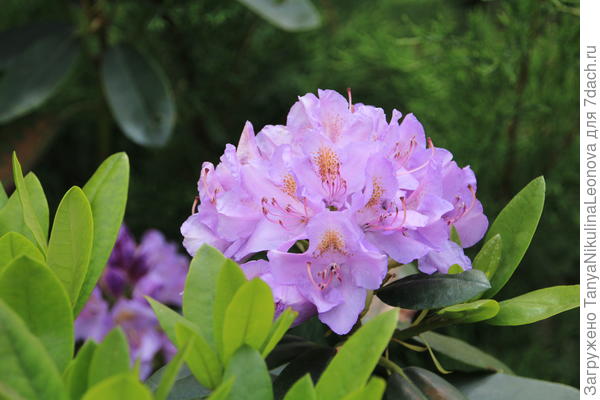 Катевбинский