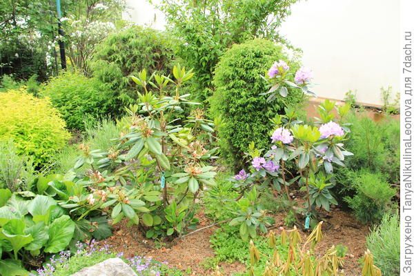 Катевбинский зацвёл 11.06.22