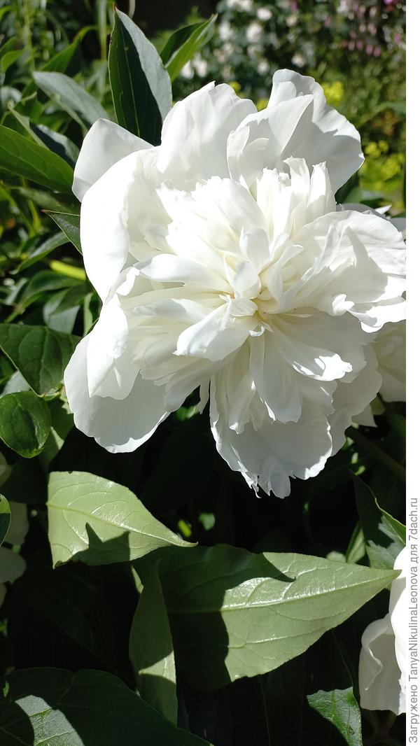 Дюшес де немур