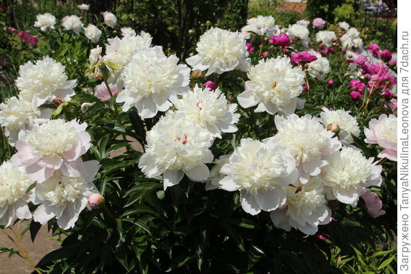 Белый лебедь