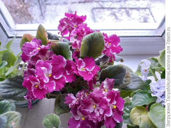 Моя яркая фиалочка для поднятия твоего настроения)))