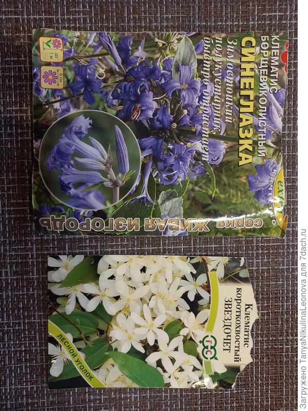 Выращивала из семян