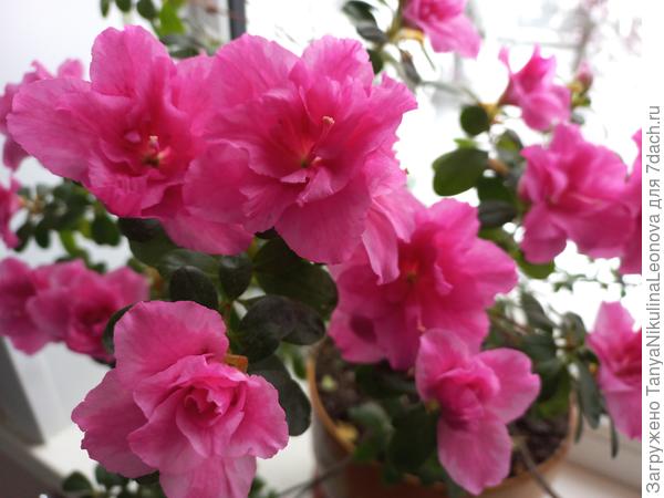 Для Вас моя азалия цветет)