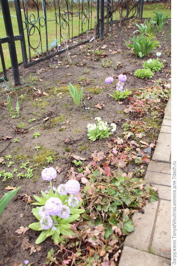 Весь рядочек примул из семян