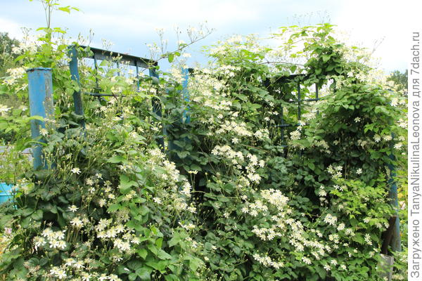 Видовой клематис &quot;Летний снег&quot; (цветение  июль-август)