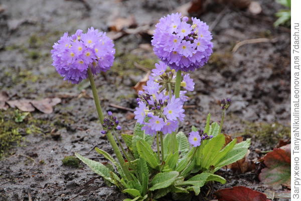 Мелкозубчатая