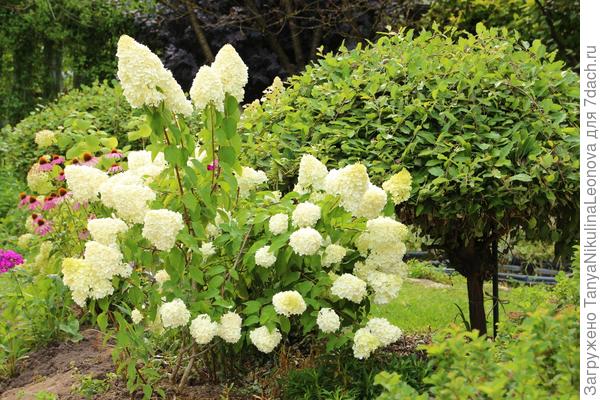 Полар Бир метельчатая ( Цветет в августе)