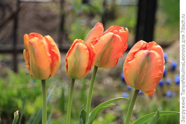 Попугайные