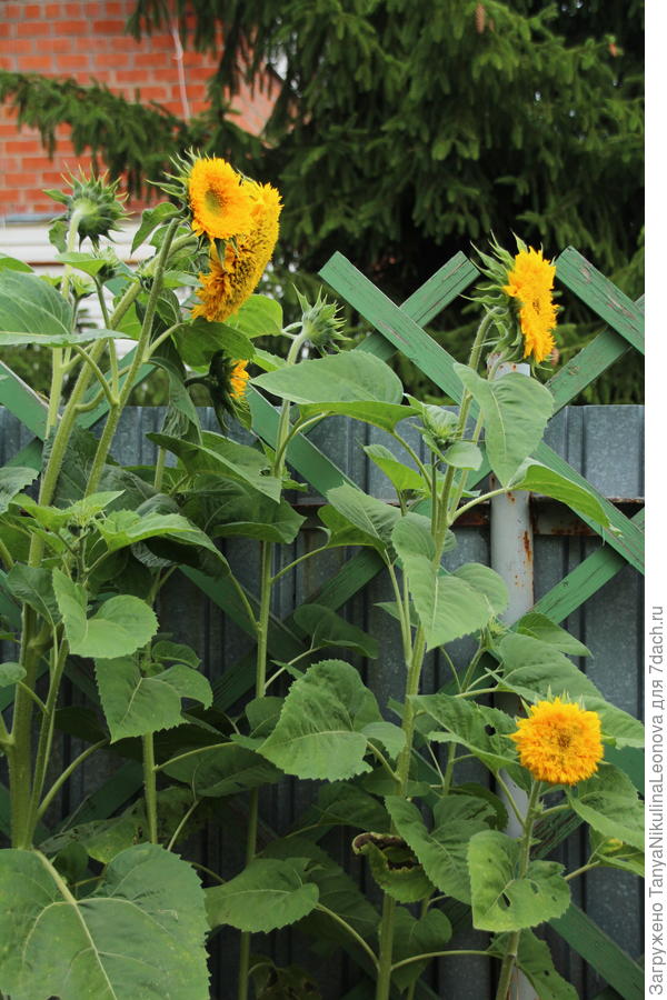 Декоративные подсолнухи