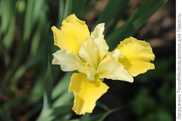 Ирис сибирский