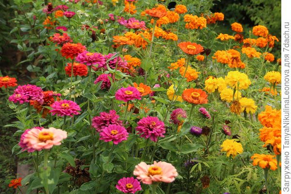 Бархатцы и цинии